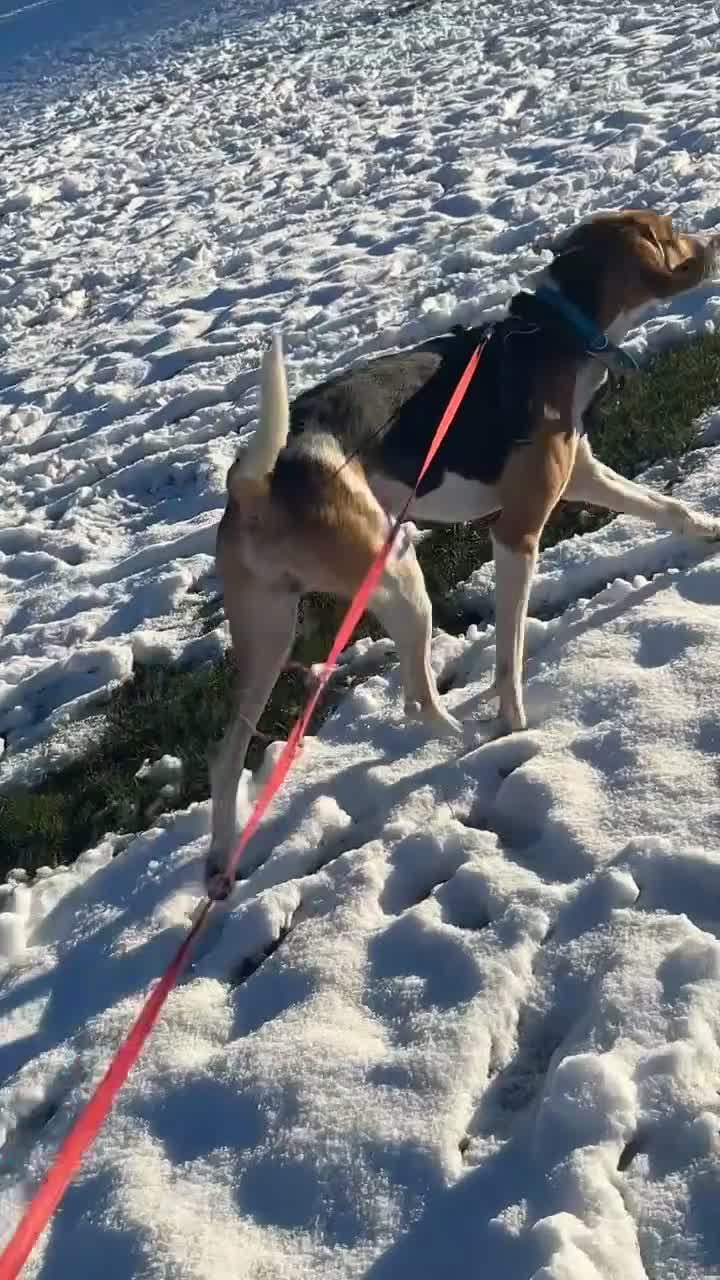 Mixed Breed dogs for sale: 4 year old beagle cross (ranger) - Video 1