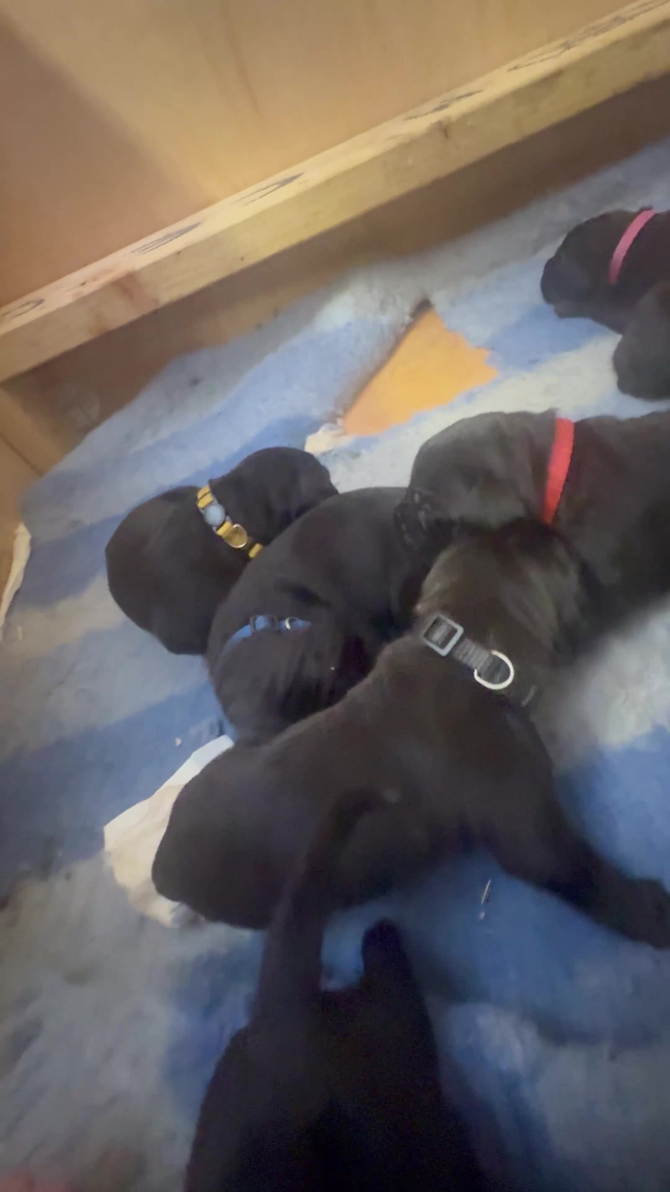 Cane Corso dogs for sale: Cane corso litter  - Video 1