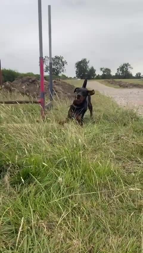 Dobermann dogs for sale: Doberman - Video 1