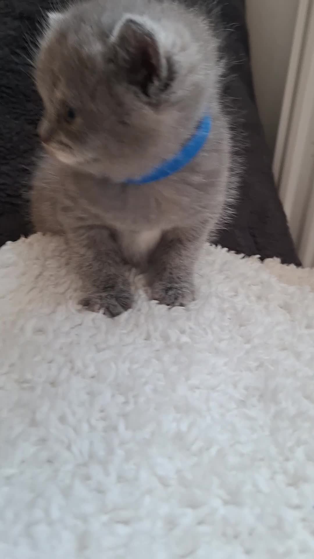 British Shorthair cats for sale:  100% Pedigree chunky BSH kittens - Video 4