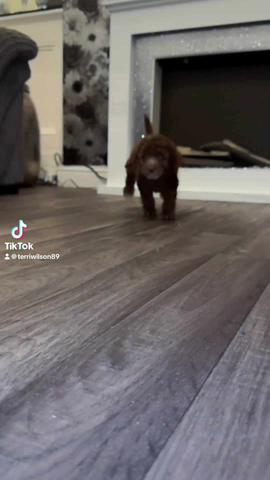 Cockapoo dogs for sale: Miniature Cockapoo Multi Generation  in Darwen - Video 1
