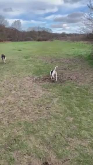 Mixed Breed dogs for adoption: Sweet Ellie - Video 2