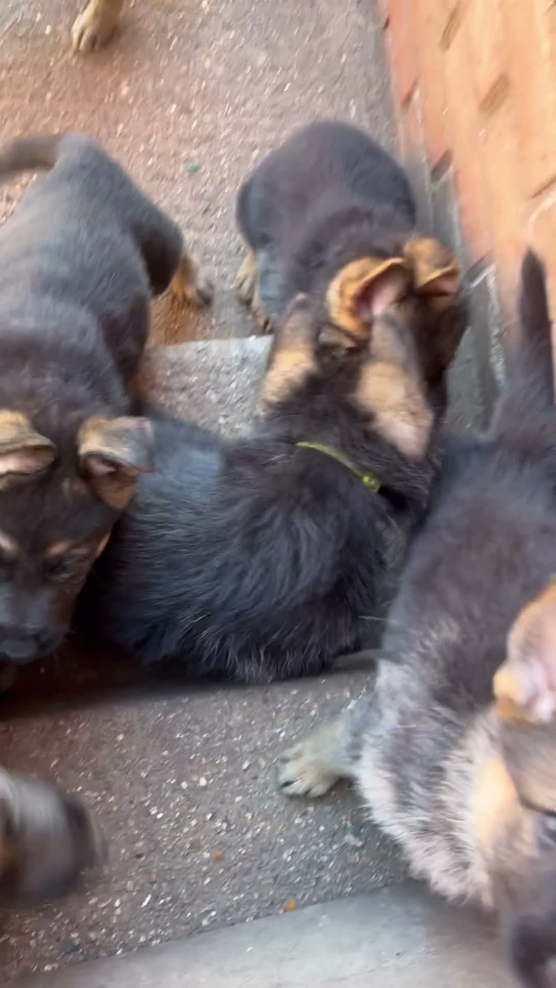 German Shepherd dogs for sale: READY NEXT WEEK working shepherd puppies - Video 2