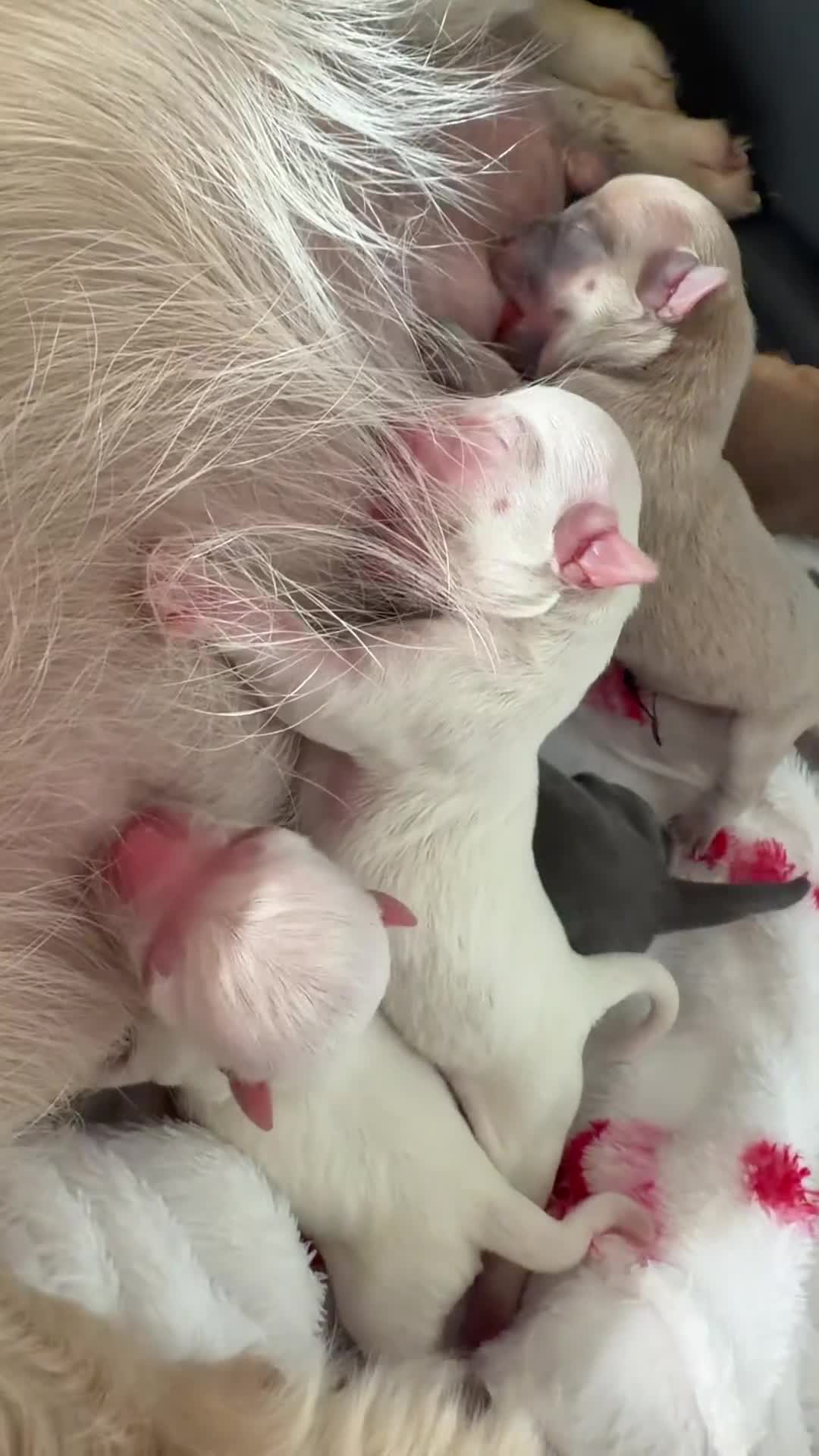 Chihuahua dogs for sale: Miniature apple heads chihuahuas * 1 GIRL LEFT* - Video 1