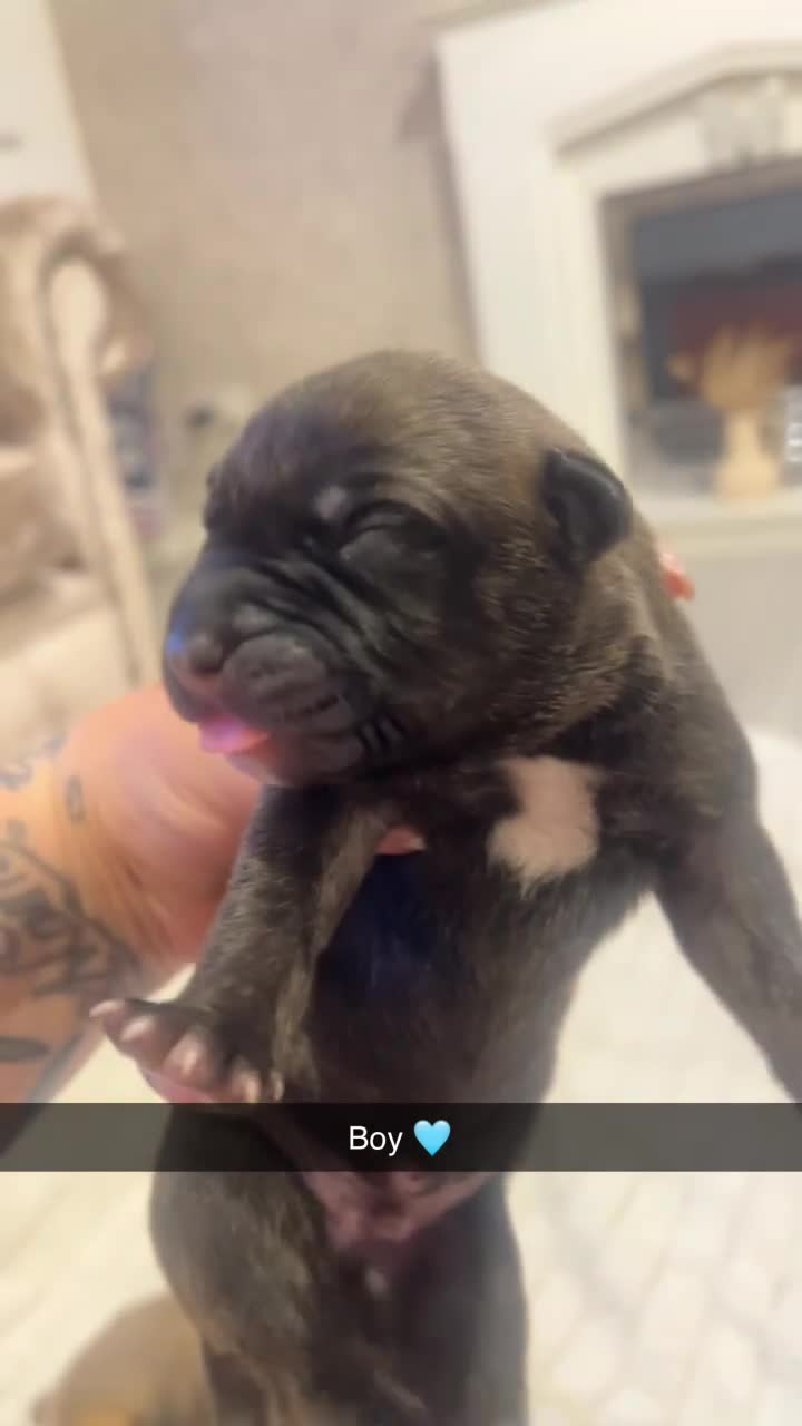 Mixed Breed dogs for sale: Bull greyhound  - Video 1