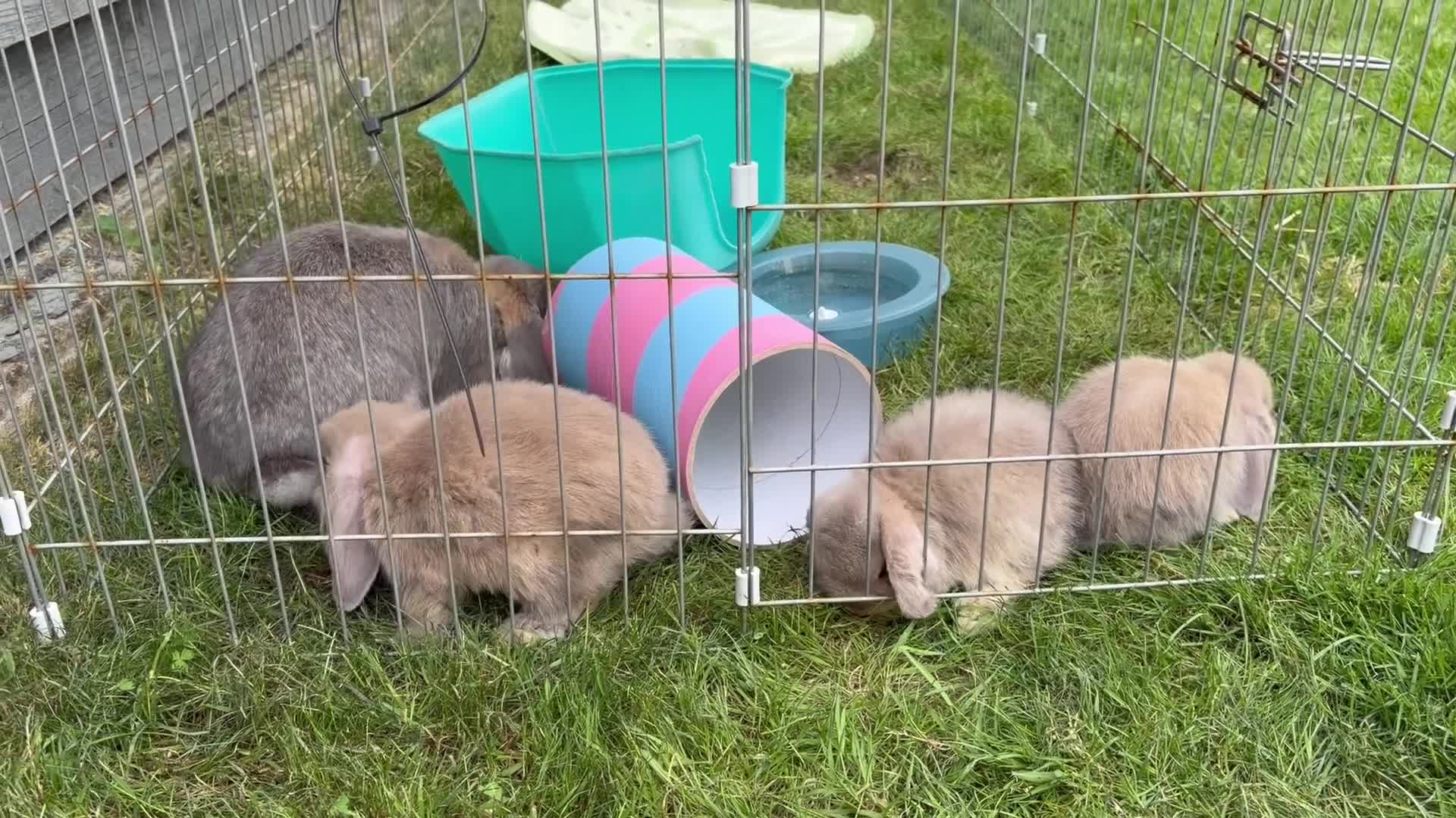 Mini Lop rabbits for sale: Pure Mini Lop Rabbits - Video 1