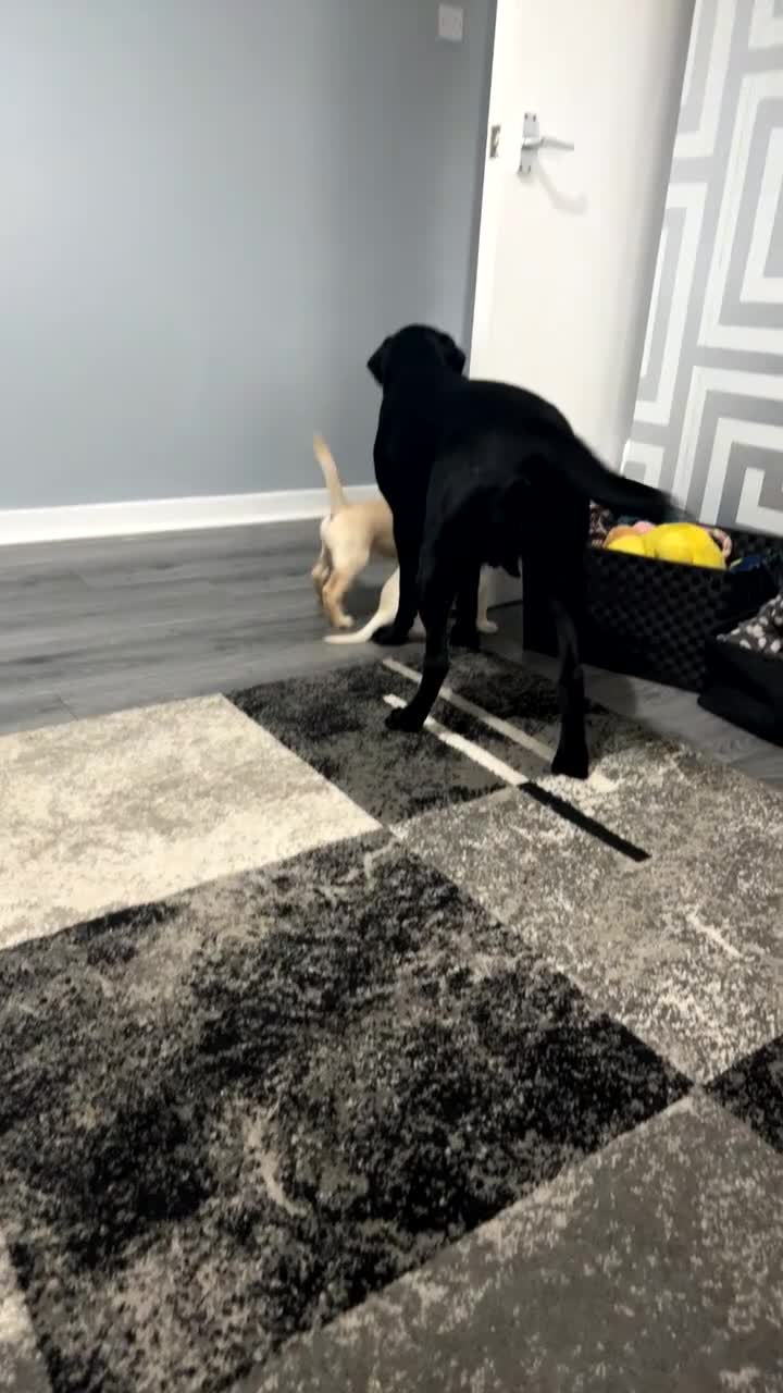 Labrador Retriever dogs for sale: Labrador puppies  - Video 4