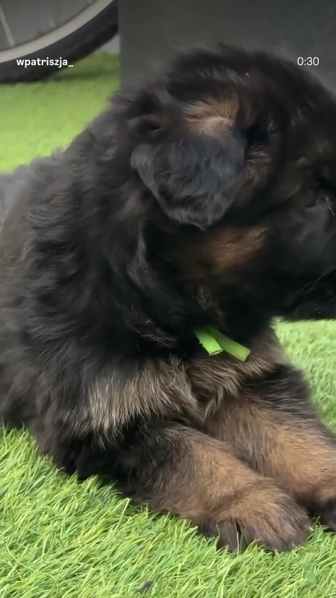 German Shepherd dogs for sale: Pedigree German Shepherd Puppies - Video 1