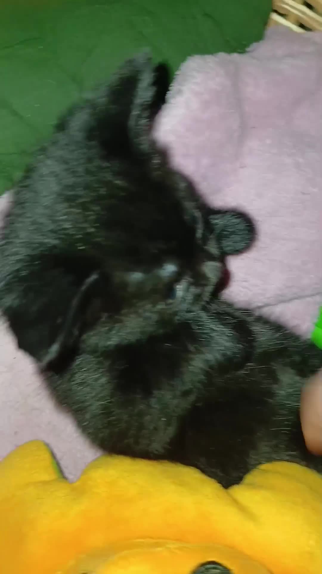 Mixed Breed cats for sale: Beautiful 3 girls looking for home black white  - Video 1