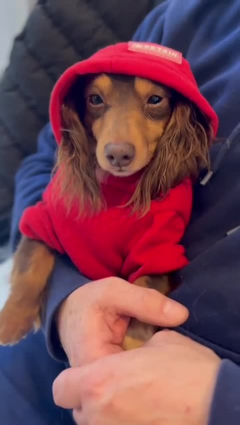 Miniature Dachshund dogs for stud: HASH BROWN ! Smallest long hair stud  - Video 1