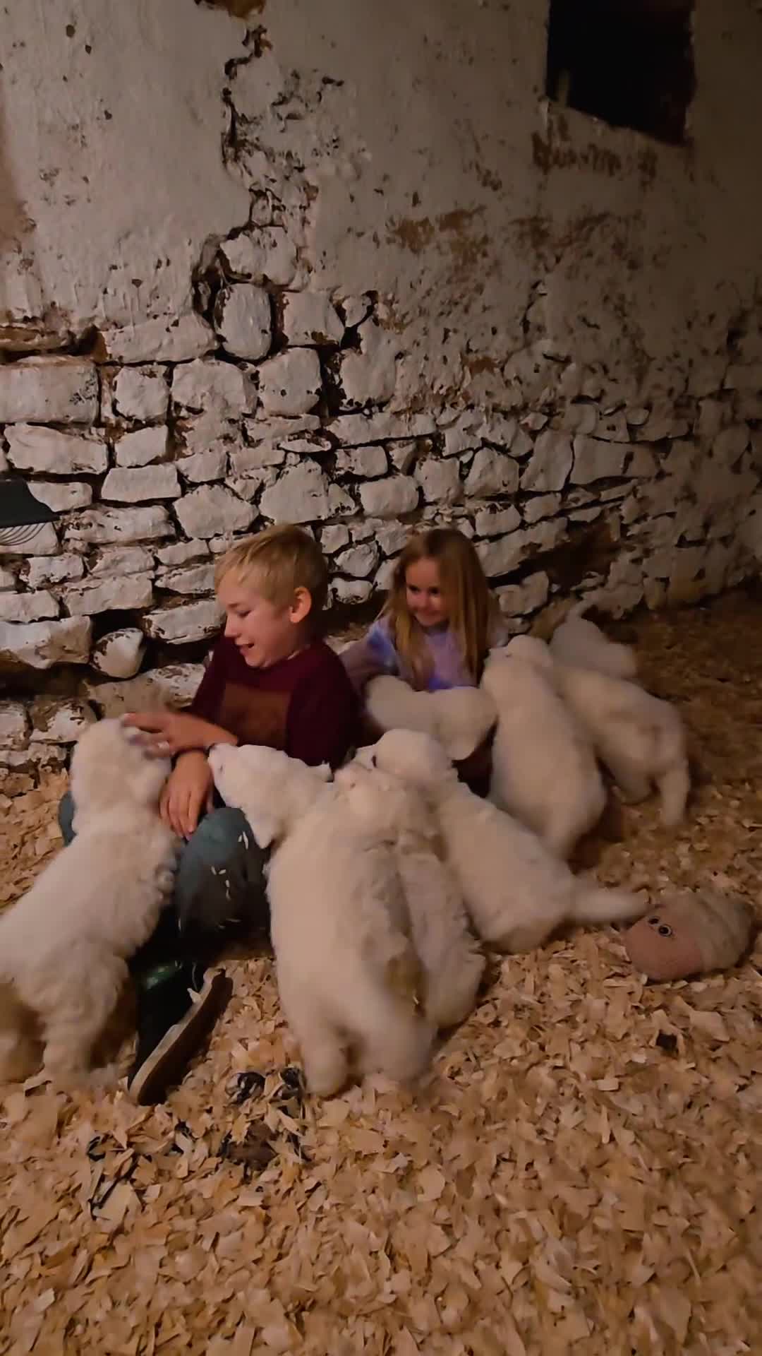 Pyrenean Mountain Dog dogs for sale: Polish tatra mountain sheepdog - Video 2