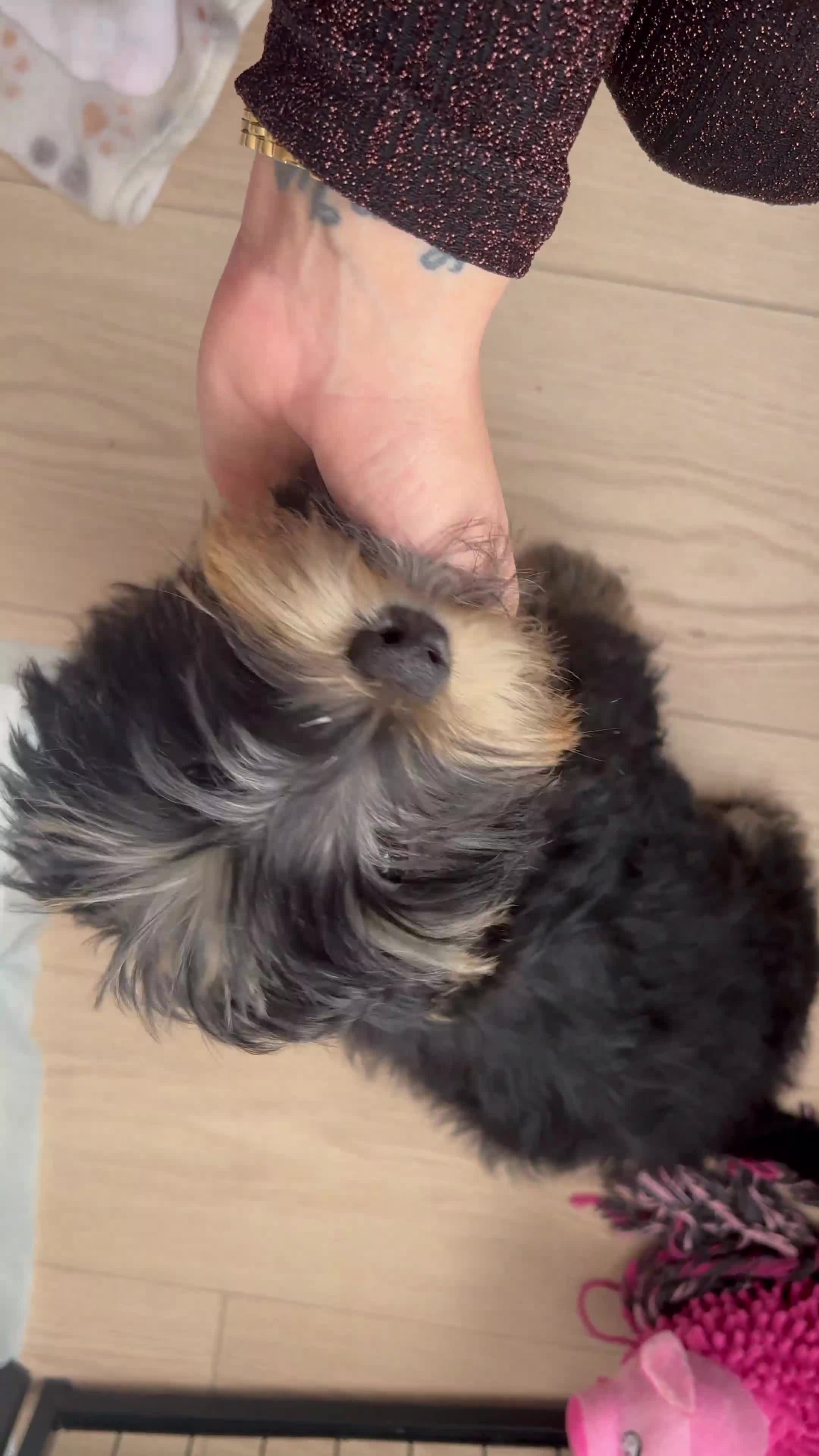 Yorkshire Terrier dogs for sale: 4 month old Yorkshire terrier Female  - Video 1