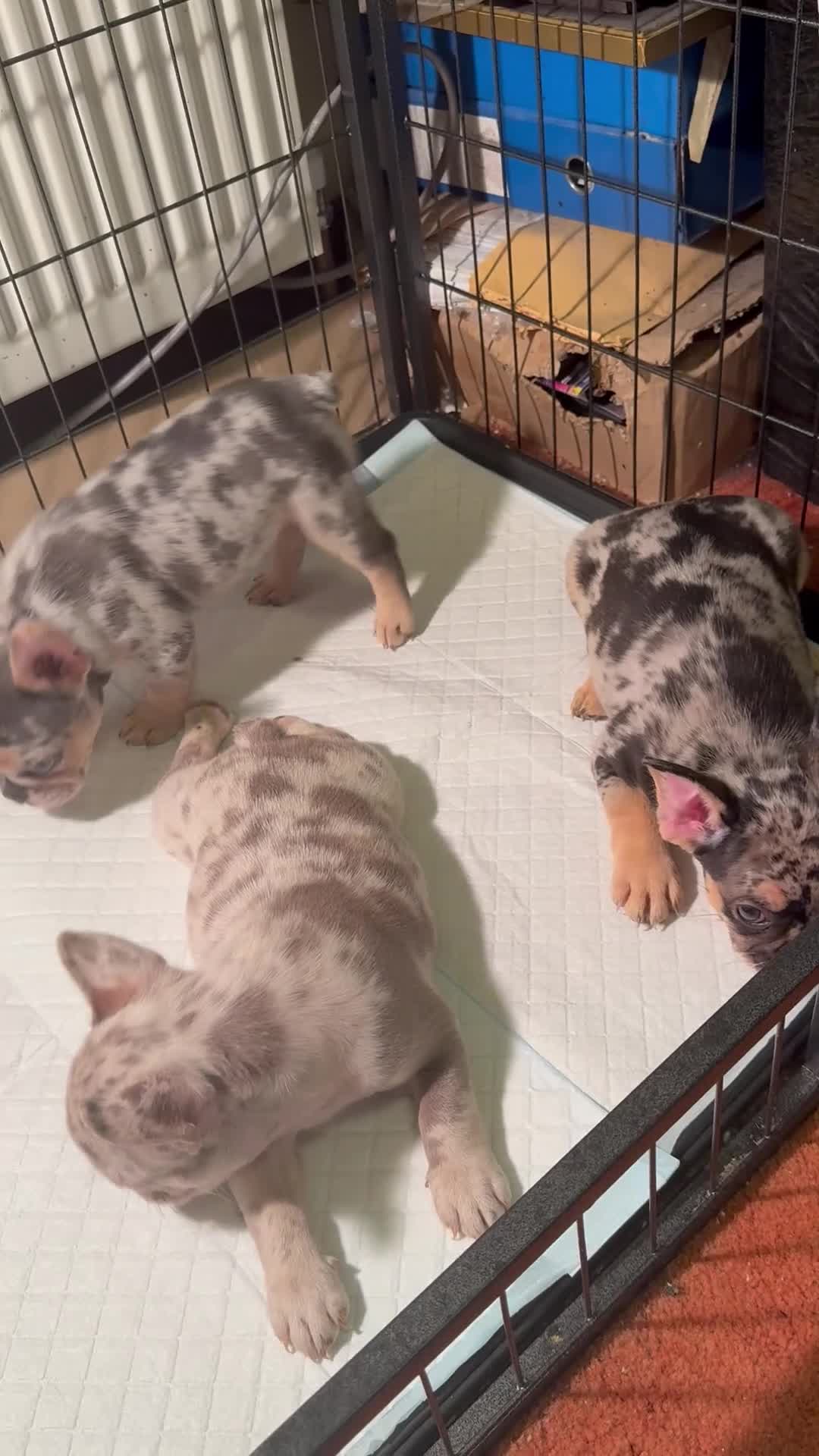 French Bulldog dogs for sale: Frenchie puppies - Video 1