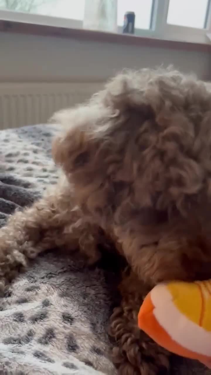 Miniature Poodle dogs for sale: Miniature Poodles!!! - Video 2