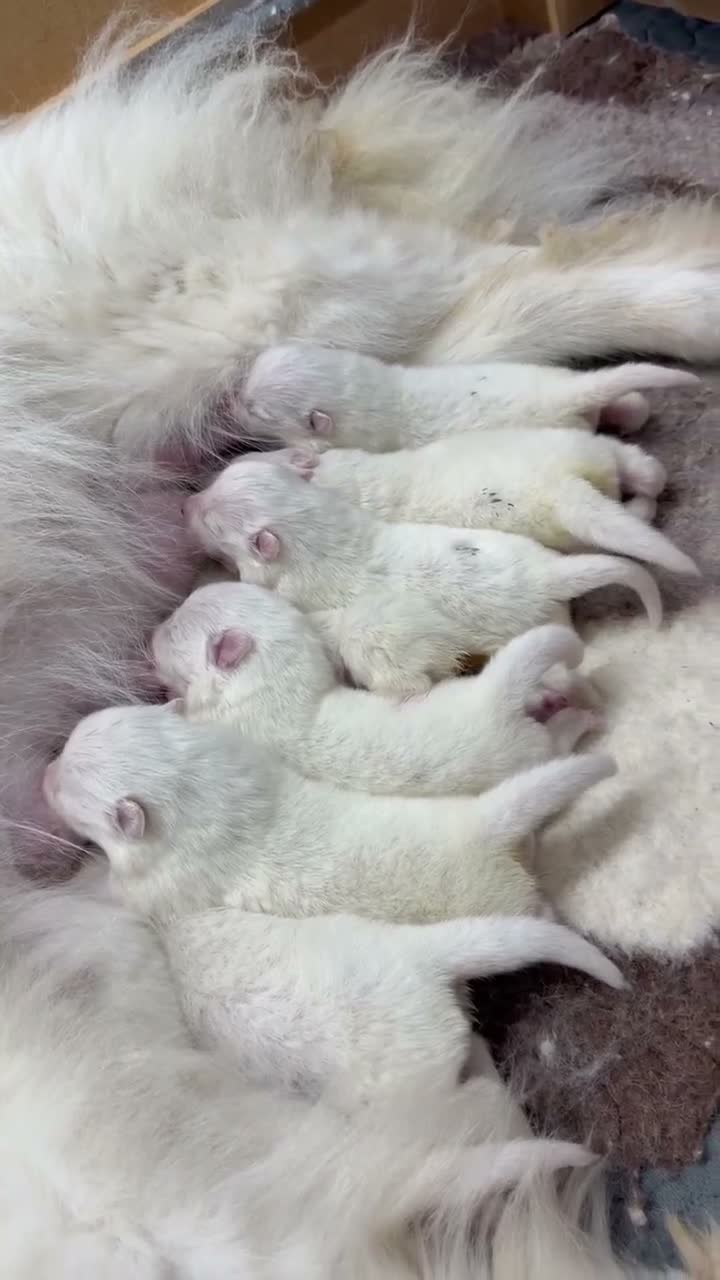 Samoyed dogs for sale: Two Samoyed Boys from Health-Tested KC Parents - Video 1