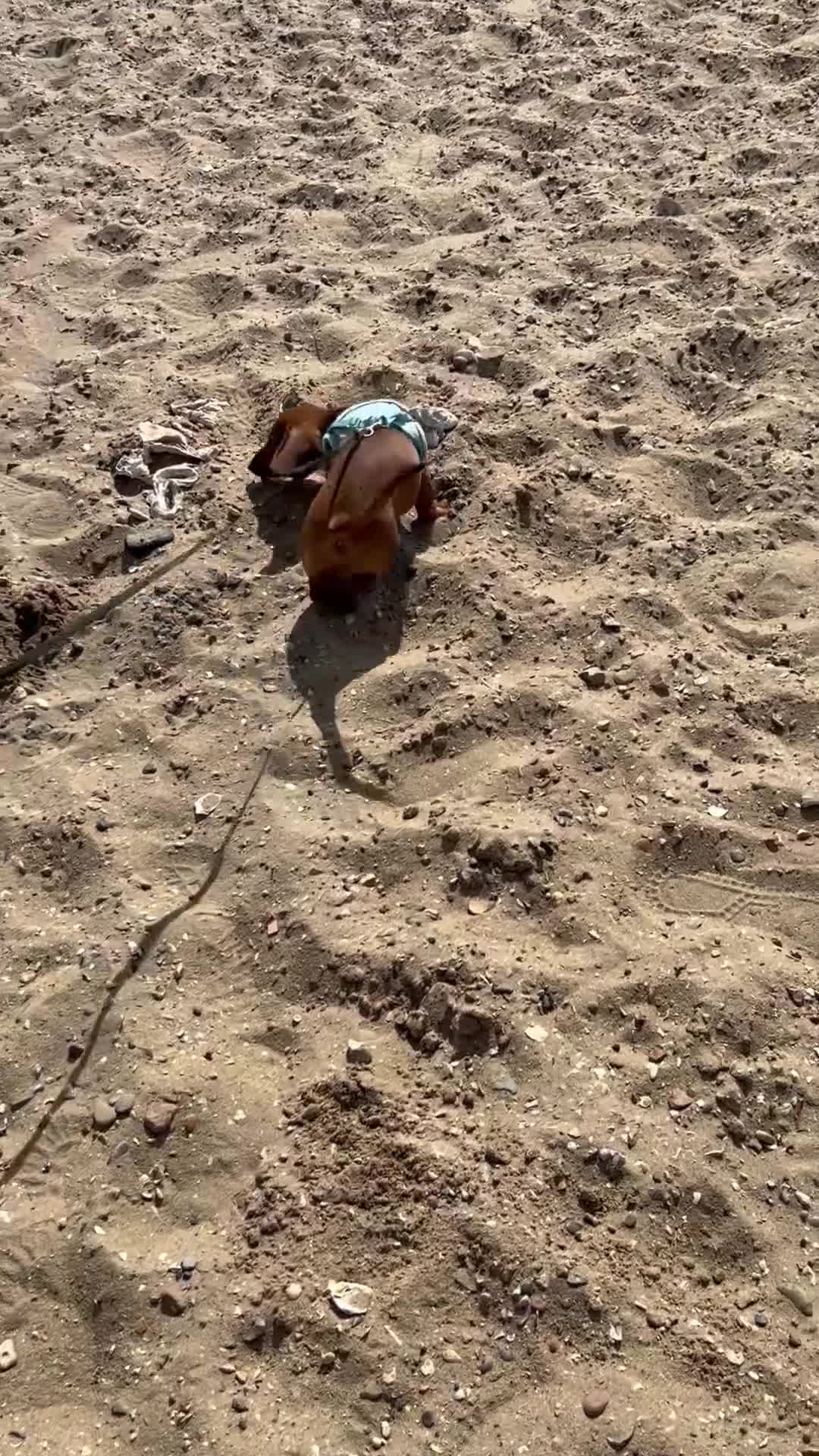 Dachshund dogs for sale: Franklin - Video 1