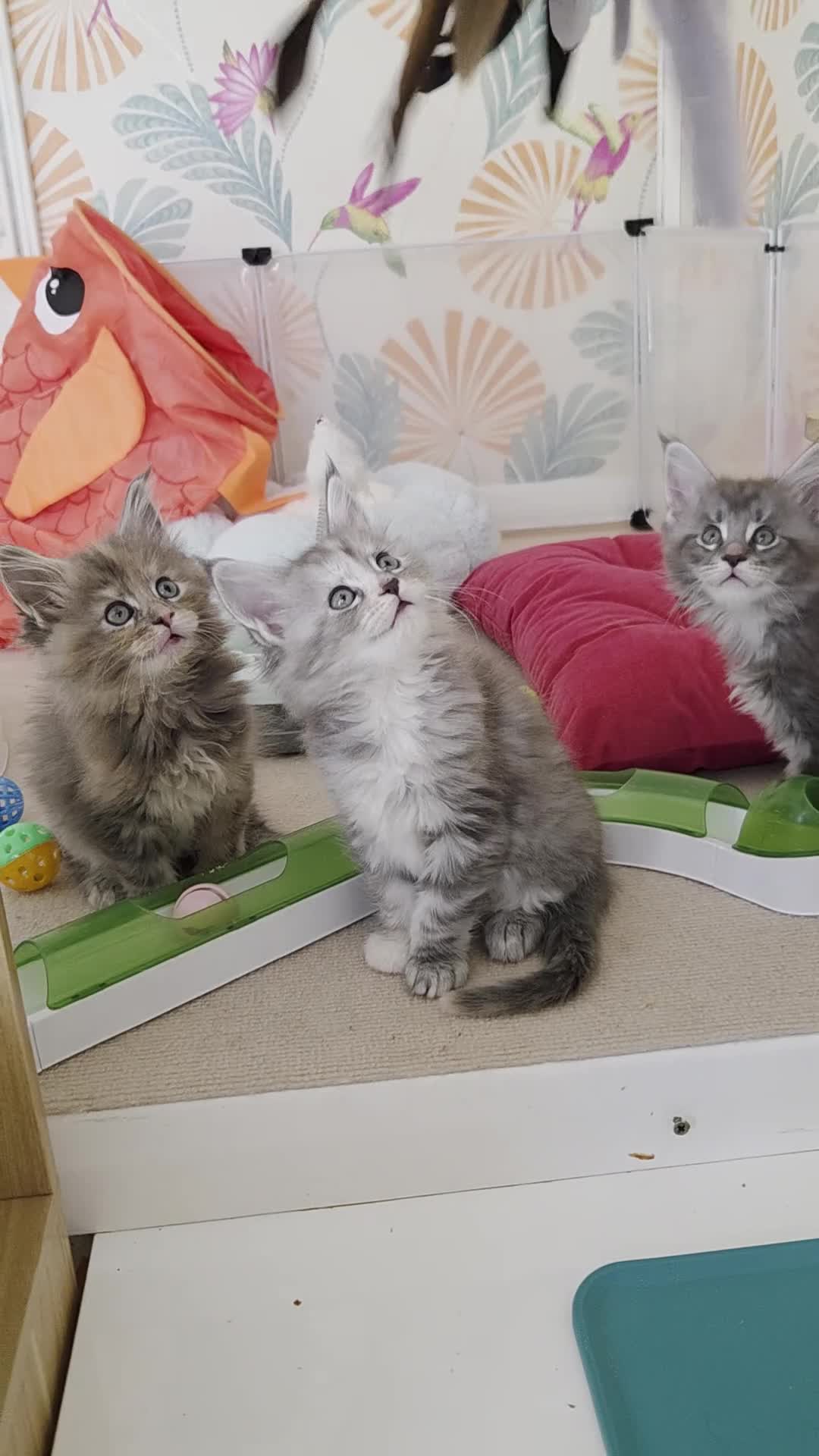Maine Coon cats for sale: Stunning quality silver Tica Mainecoon kittens  - Video 1
