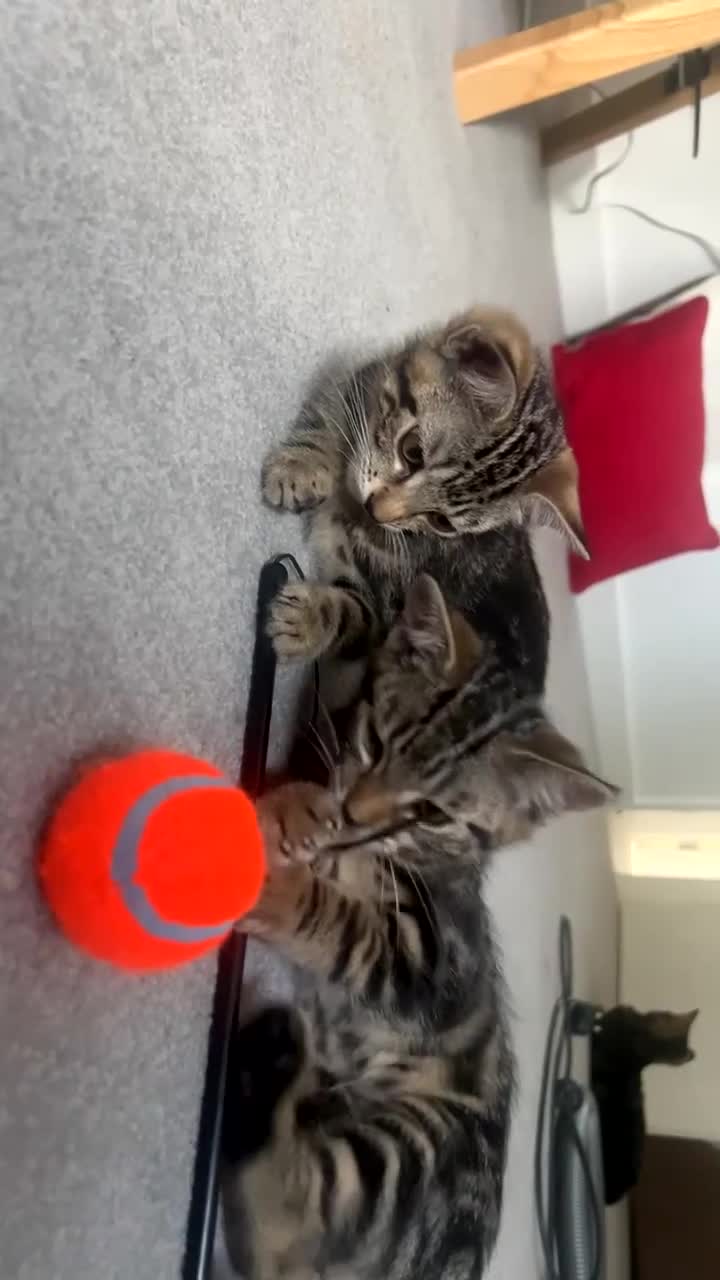Mixed Breed cats for sale: Female tabby cat - Video 1