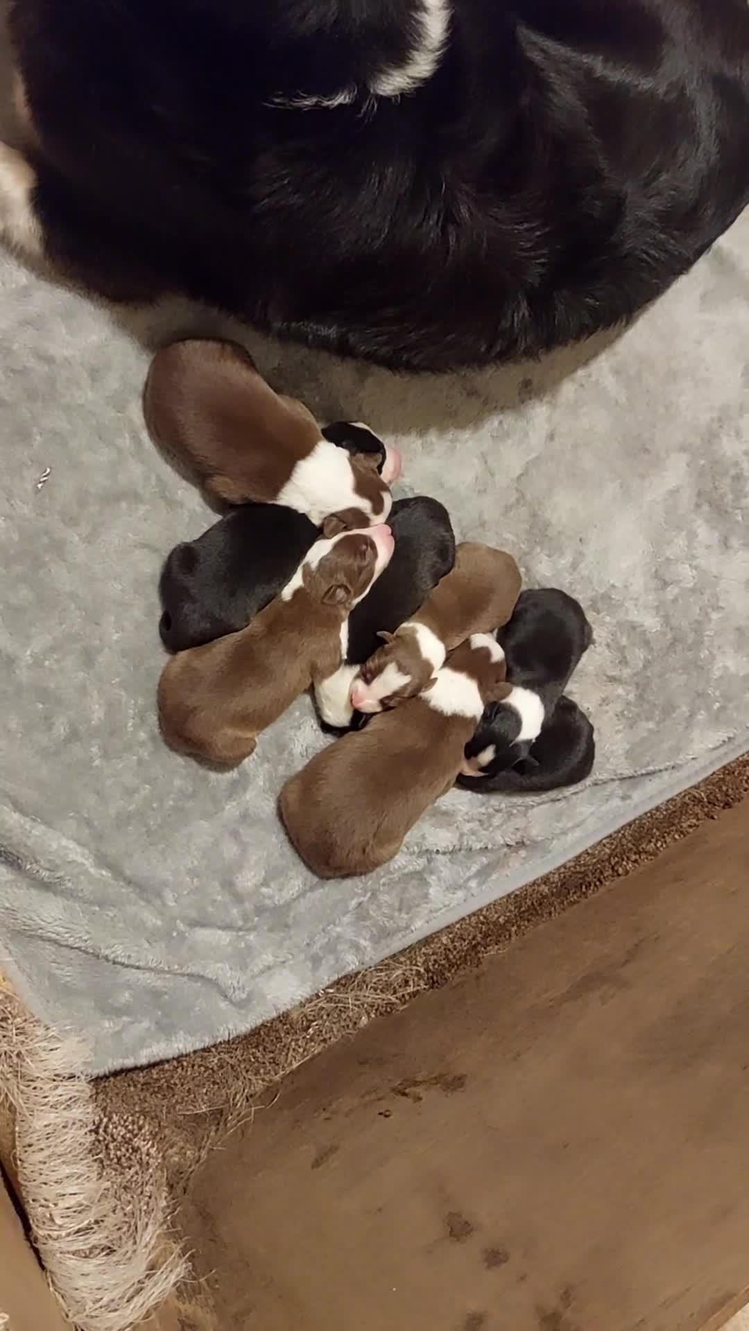 Border Collie dogs for sale: Border collie puppies  - Video 1