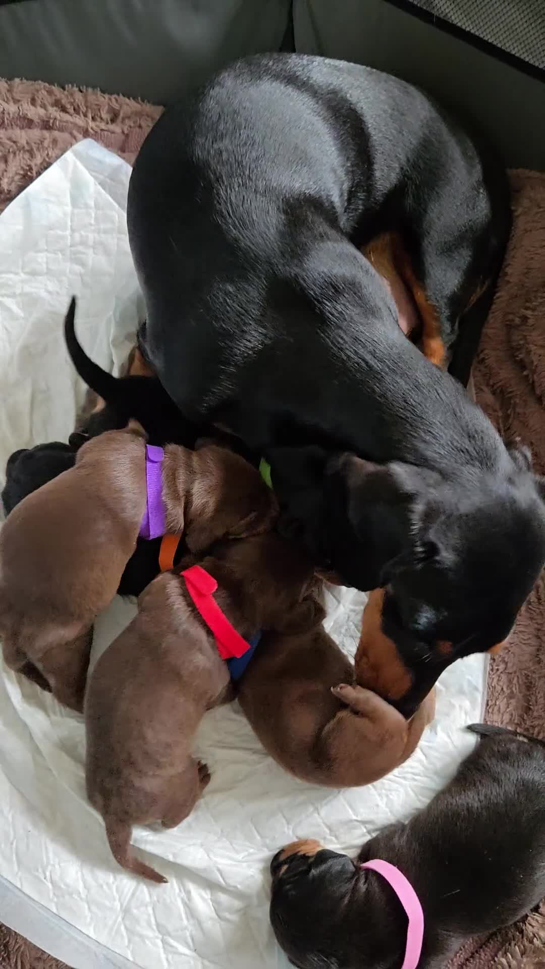 Miniature Dachshund dogs for sale: Miniature dacshund pups for sale - Video 2