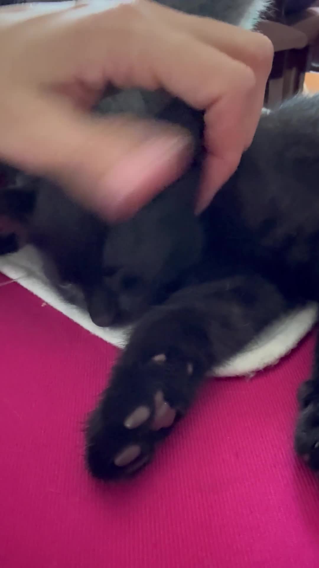 British Shorthair cats for sale: Adorable British Shorthair kittens - Blue & Choco - Video 3