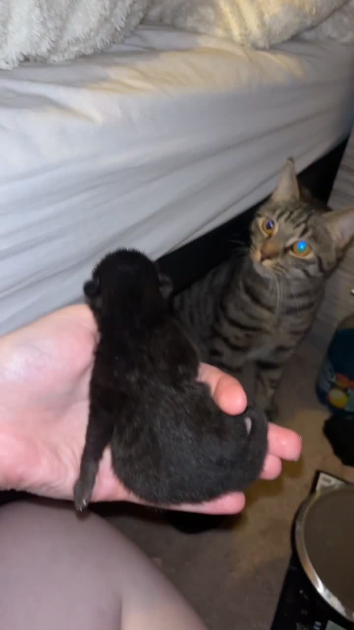 Mixed Breed cats for sale: 4 Beautiful kittens Looking for their forever home in Aberdeen - Video 1