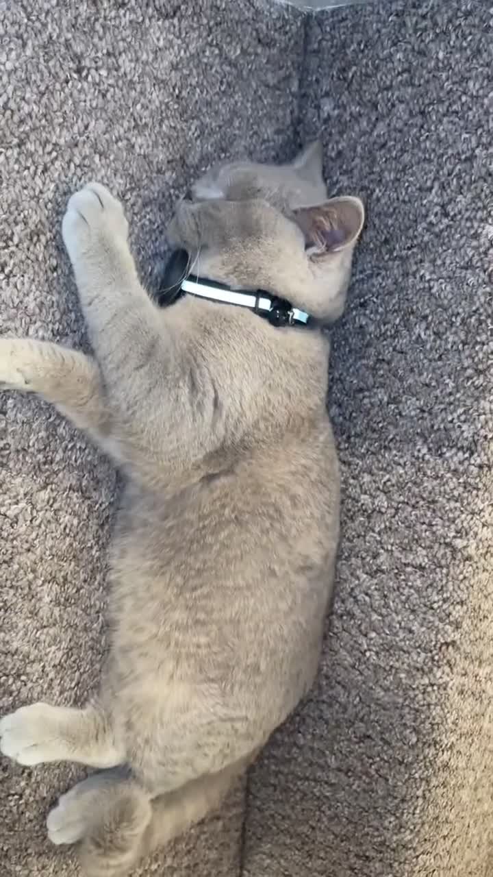 British Shorthair cats for sale: British Shorthair Lilac Kitten – GCCF Registered - Video 2