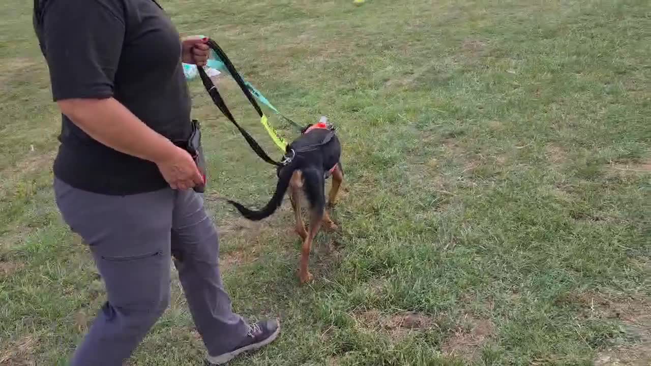 Mixed Breed dogs for adoption: Beautiful Aldo is ready for his forever sofa - Video 3