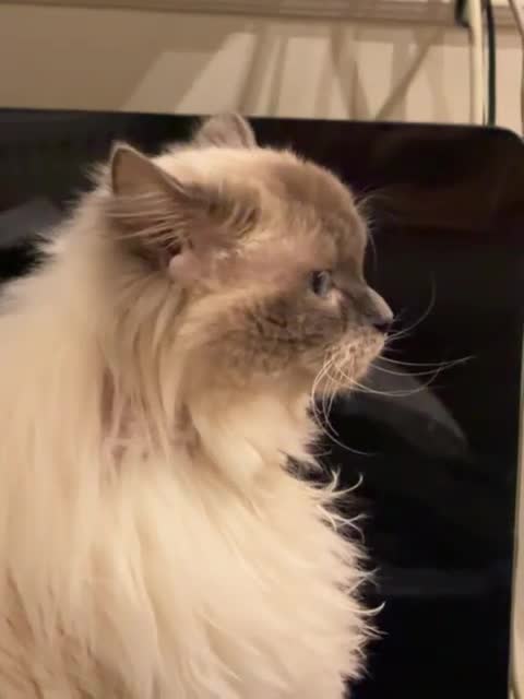 Ragdoll cats for sale: Adorable Loving Ragdoll Boy - Video 4