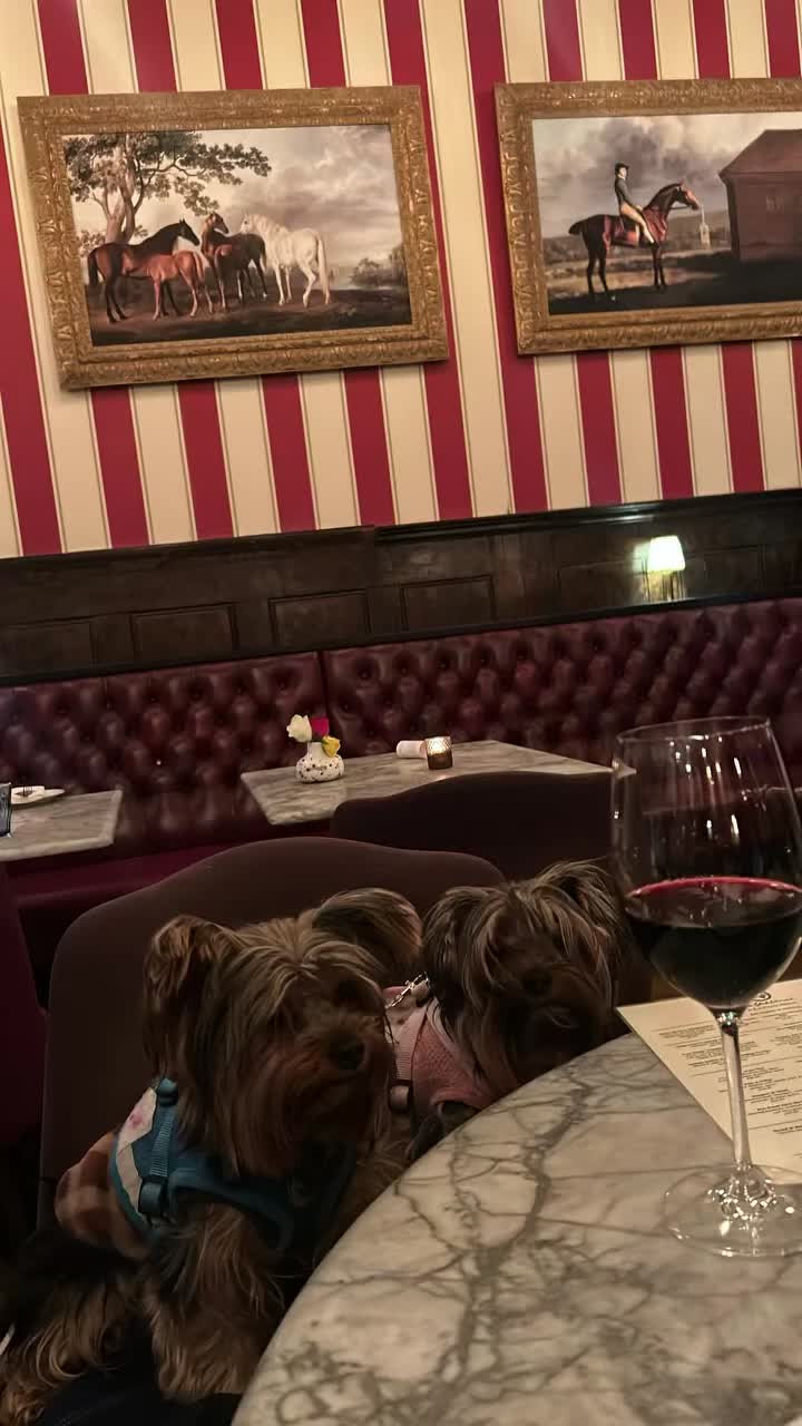 Yorkshire Terrier dogs for stud: Stud dog - Video 1