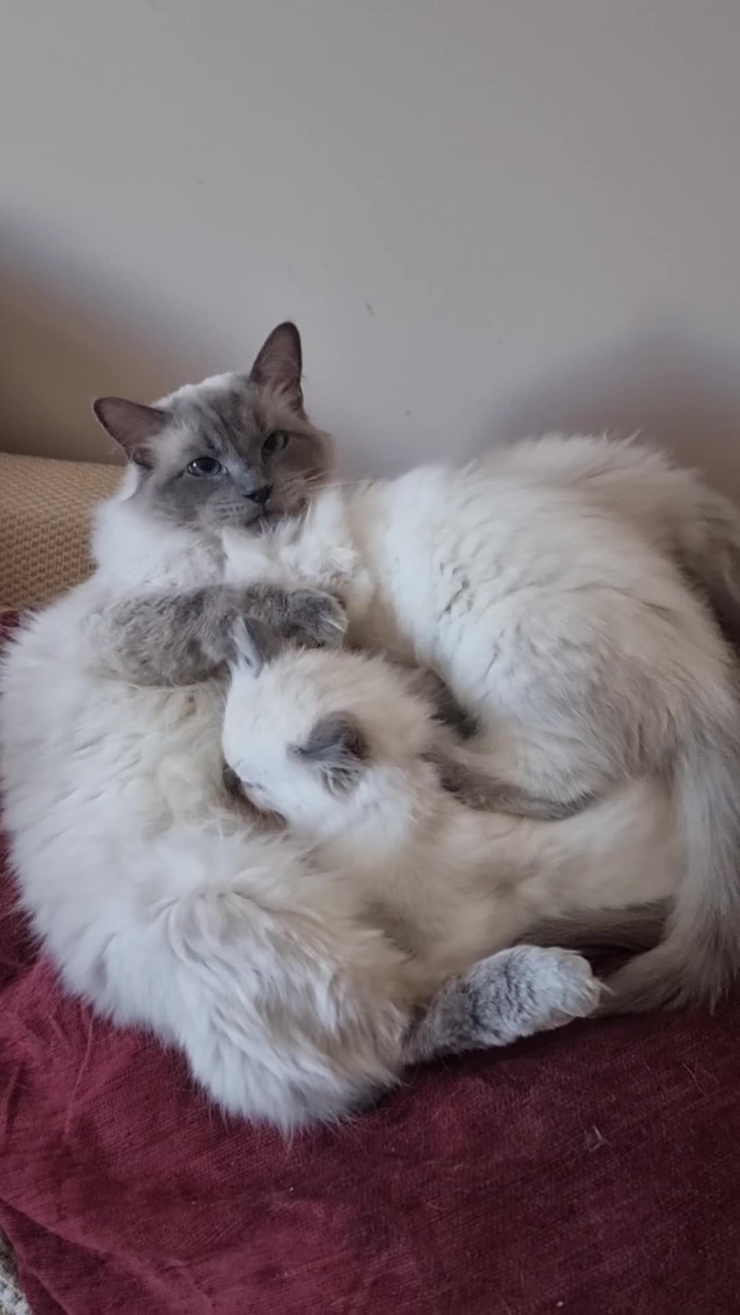 Ragdoll cats for sale: Ragdoll kittens  - Video 1
