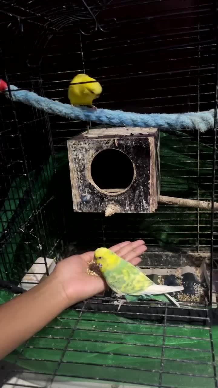 Budgerigars birds for sale: Female and male budgie for sale £50 - Video 4