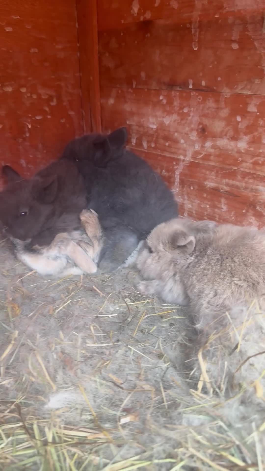 Dwarf Lop rabbits for sale: Dwalf lop babies for sale  - Video 1