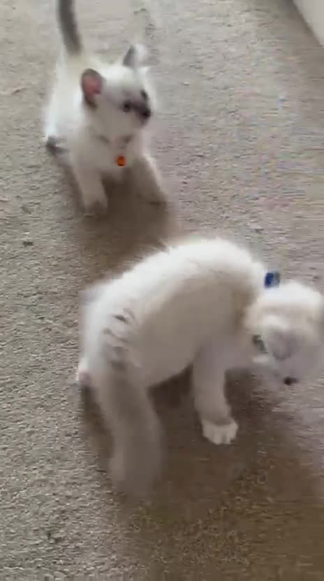 Ragdoll cats for sale: Purebred Ragdol Kitten - DNA Verified 100% - Video 2