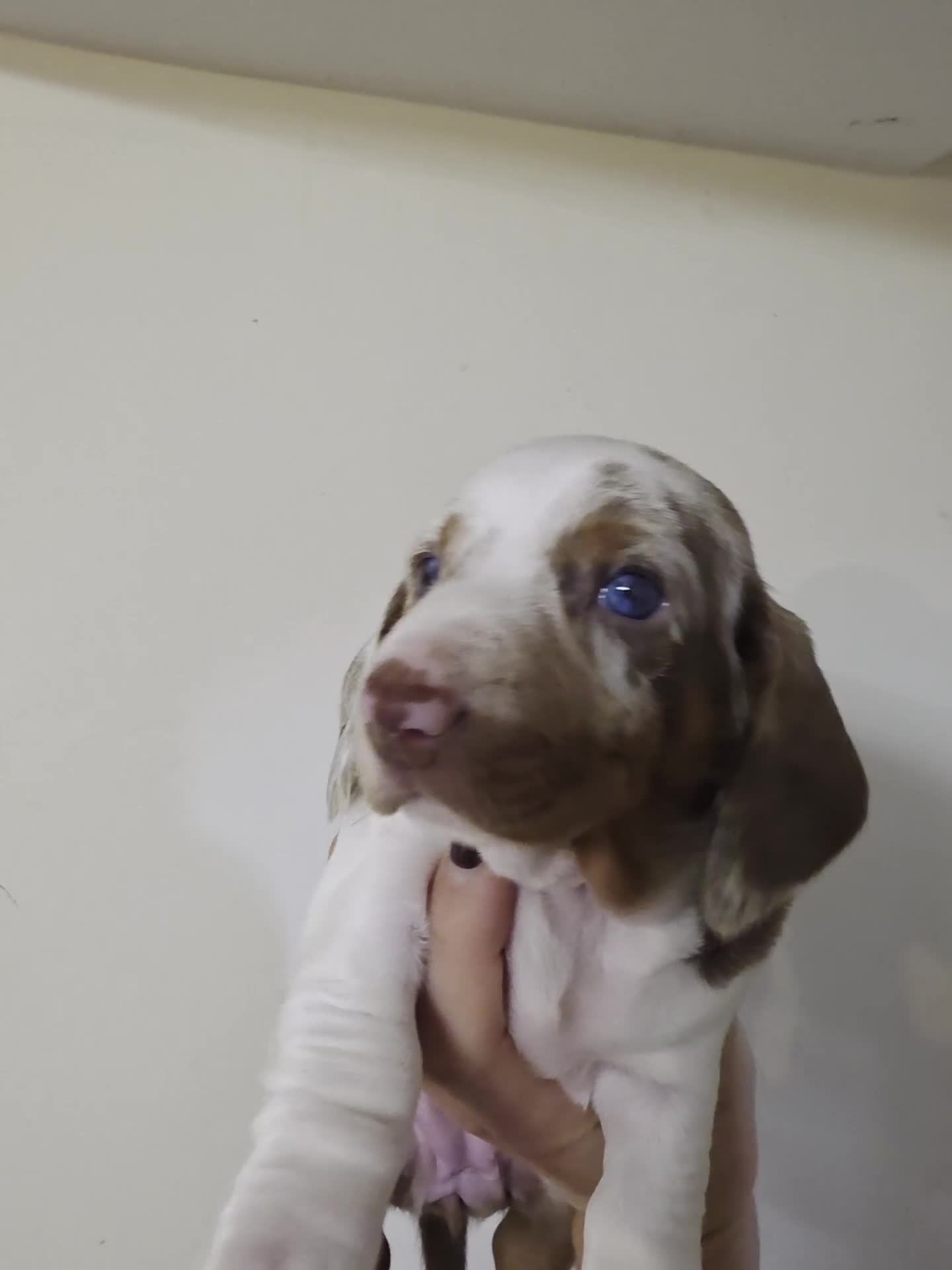 Dachshund dogs for sale: Standard Dachshund Puppies - Video 1