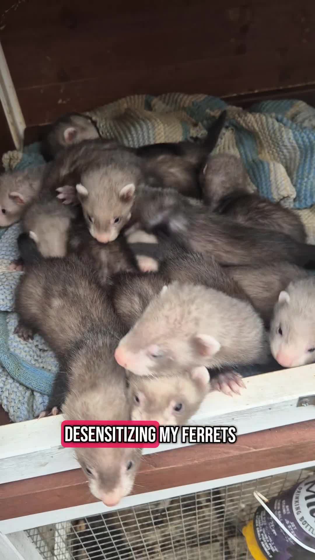Ferret rodents for sale: Ferret kits - Video 1
