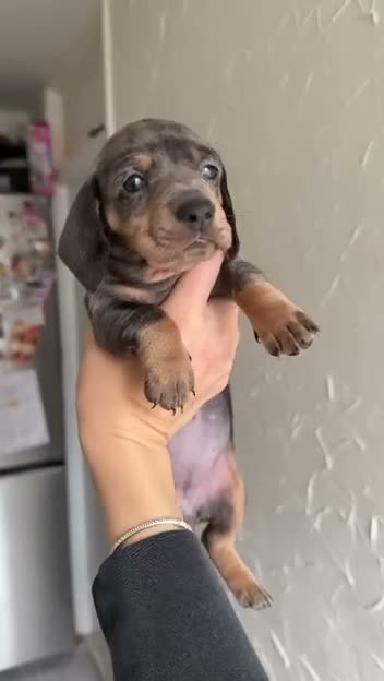 Dachshund dogs for sale: KC Registered Pink/Carrier Miniature Dachshund in Stanford-le-Hope - Video 1