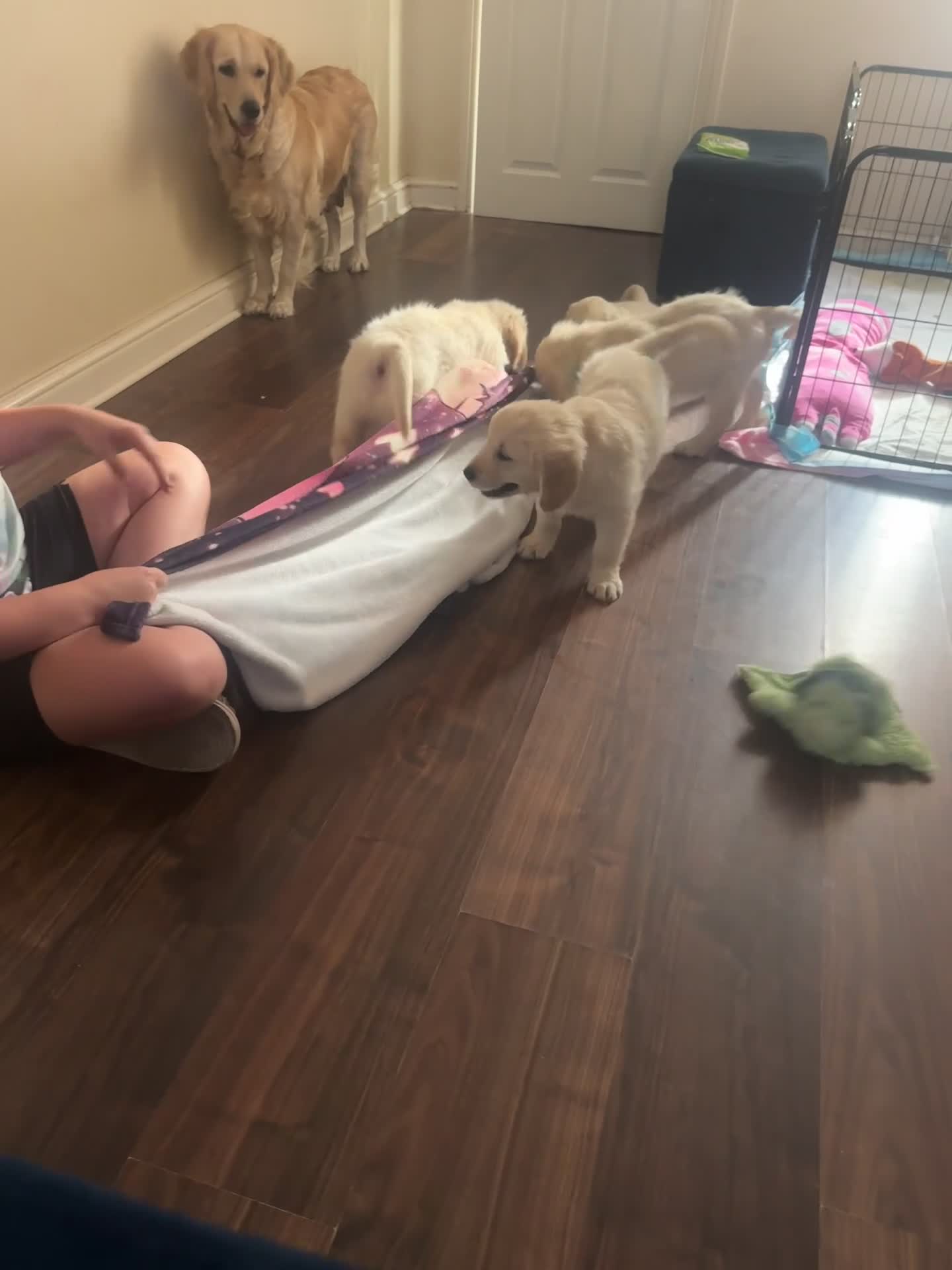 Golden Retriever dogs for sale: Beautiful Golden Retriever puppies - Video 3