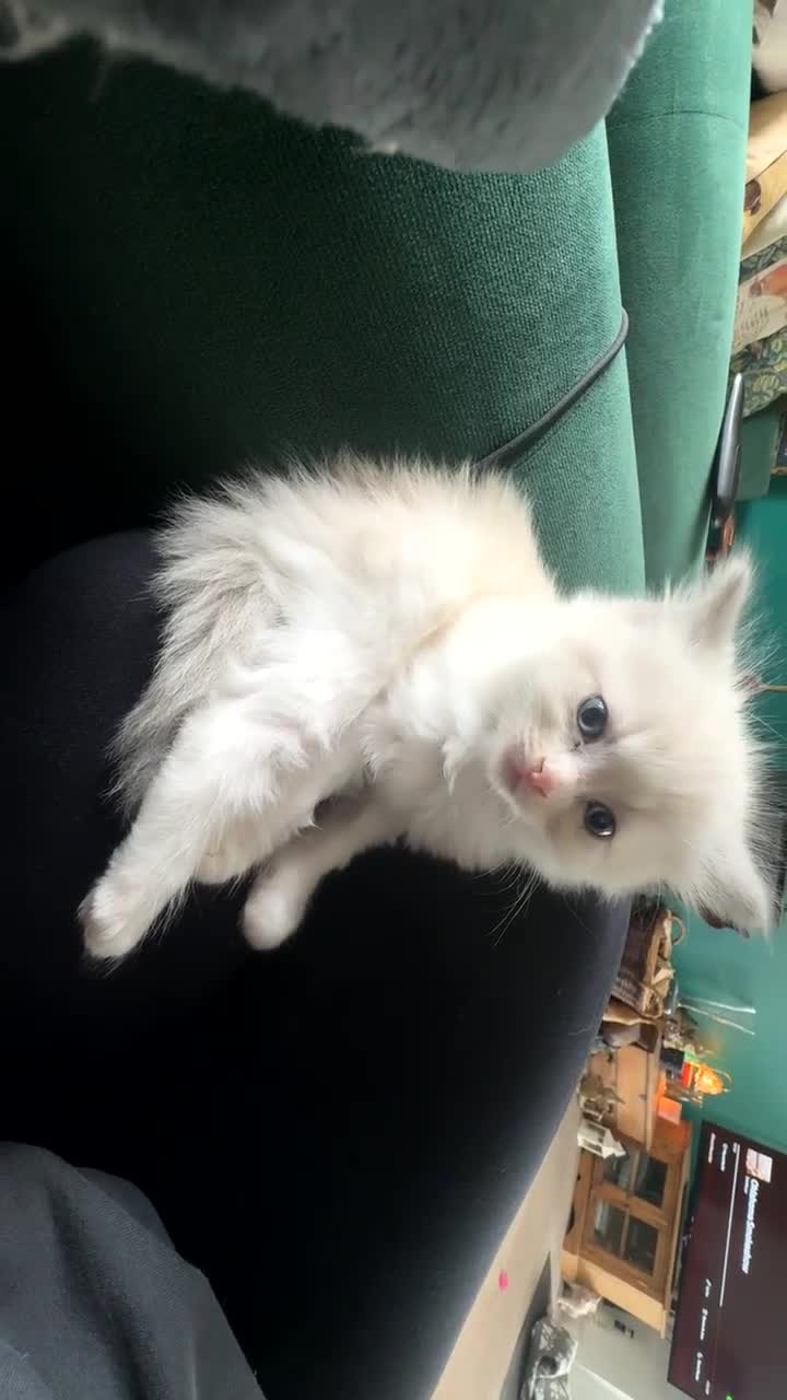 Ragdoll cats for sale: 2 ragdoll kittens  - Video 1