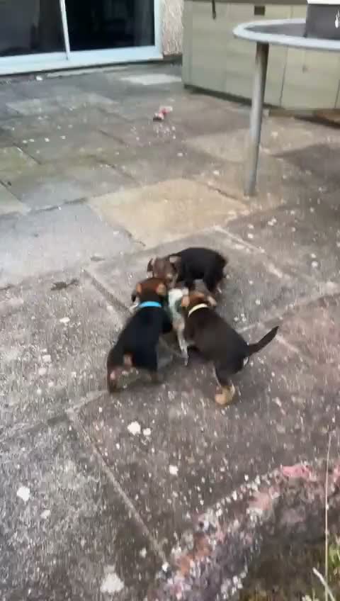 Mixed Breed dogs for sale: Border terrier x patterdale - Video 2