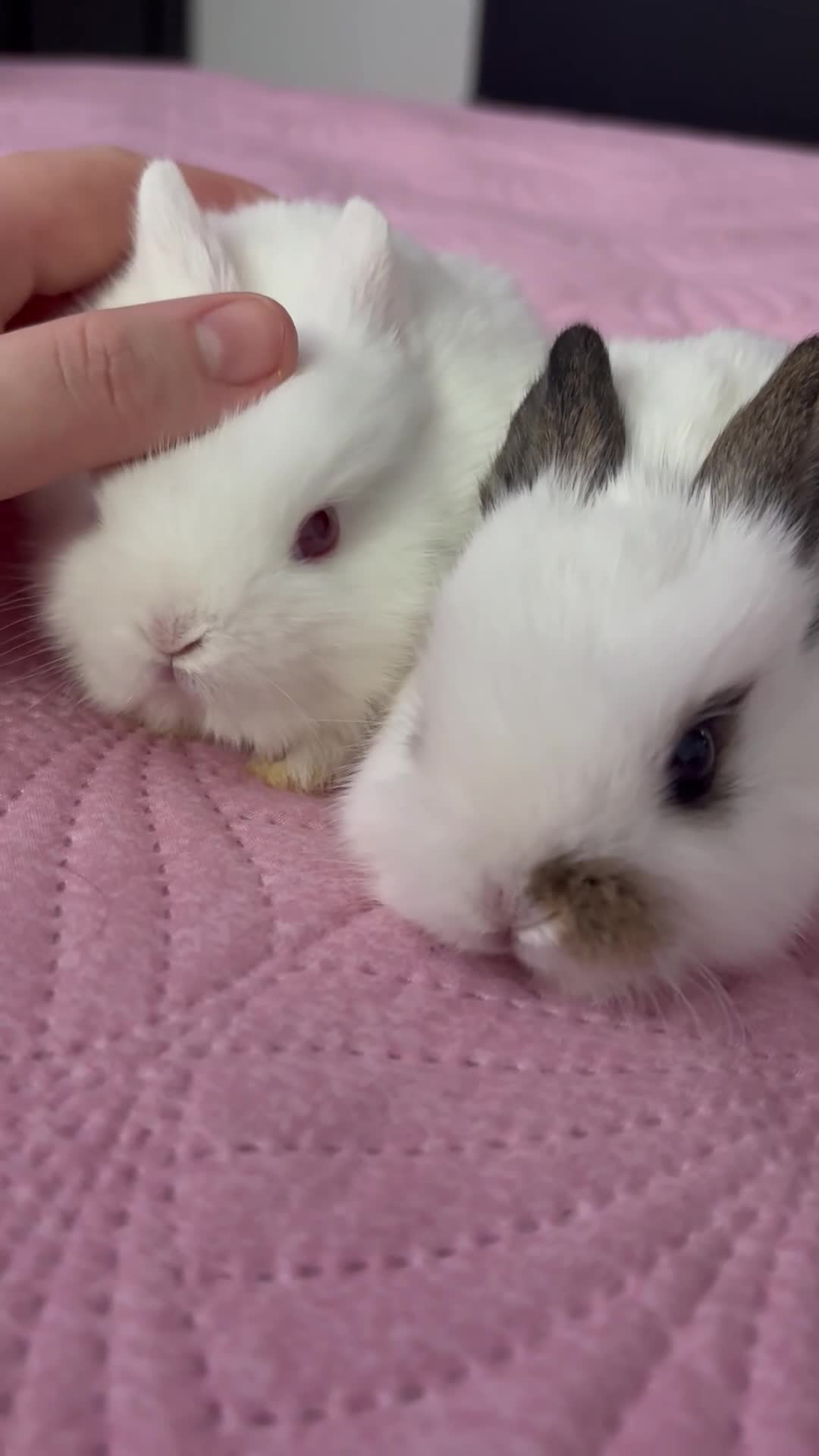 Mixed Breed rabbits for sale: 7 Gorgeous mixed dwarf hotot minilops  - Video 1