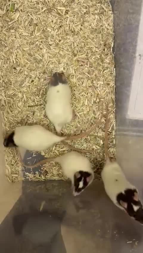 Rat rodents for sale: Baby and young rats ready now. Sheffield - Video 4
