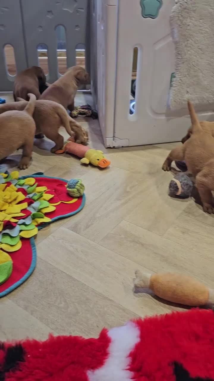 Labrador Retriever dogs for sale: 6 STUNNING KC REG FOX RED LABRADORS  - Video 2