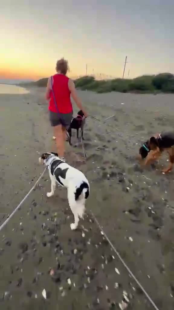 Mixed Breed dogs for adoption: Meet Comet – A Loyal Heart Waiting for His Chance - Video 3