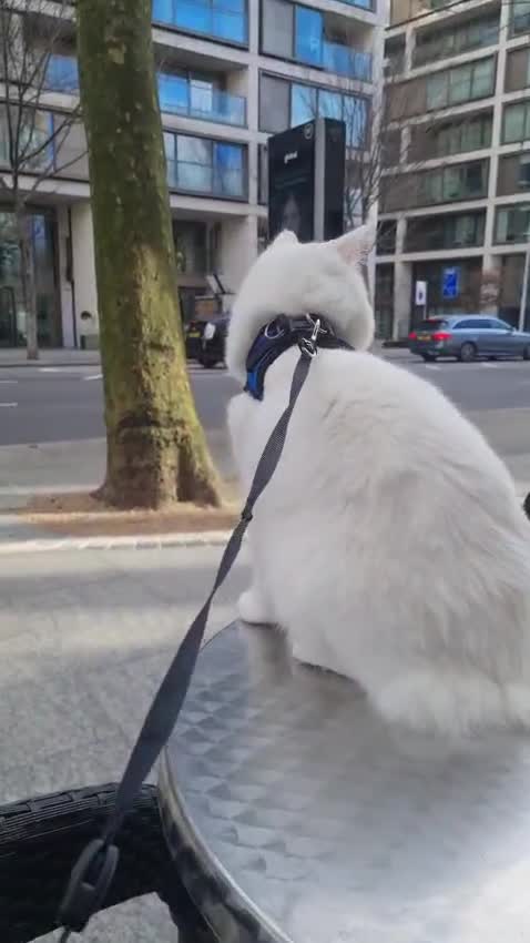 Turkish Van cats for sale: White Male Turkish Van - Video 1