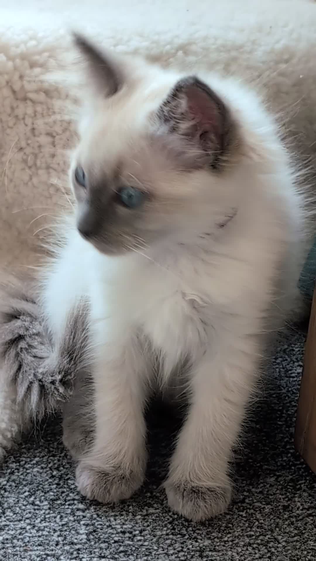 Ragdoll cats for sale: Stunning ragdoll kittens for sale.  - Video 1