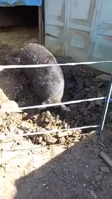 Pig livestock for sale: Ronnie and reggie  - Video 1