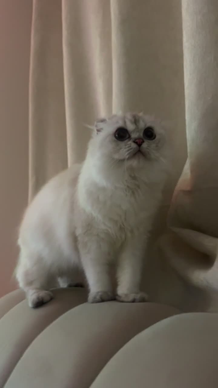 Scottish Fold cats for sale: Beautiful White Scottish Fold Female – Ready Now - Video 2