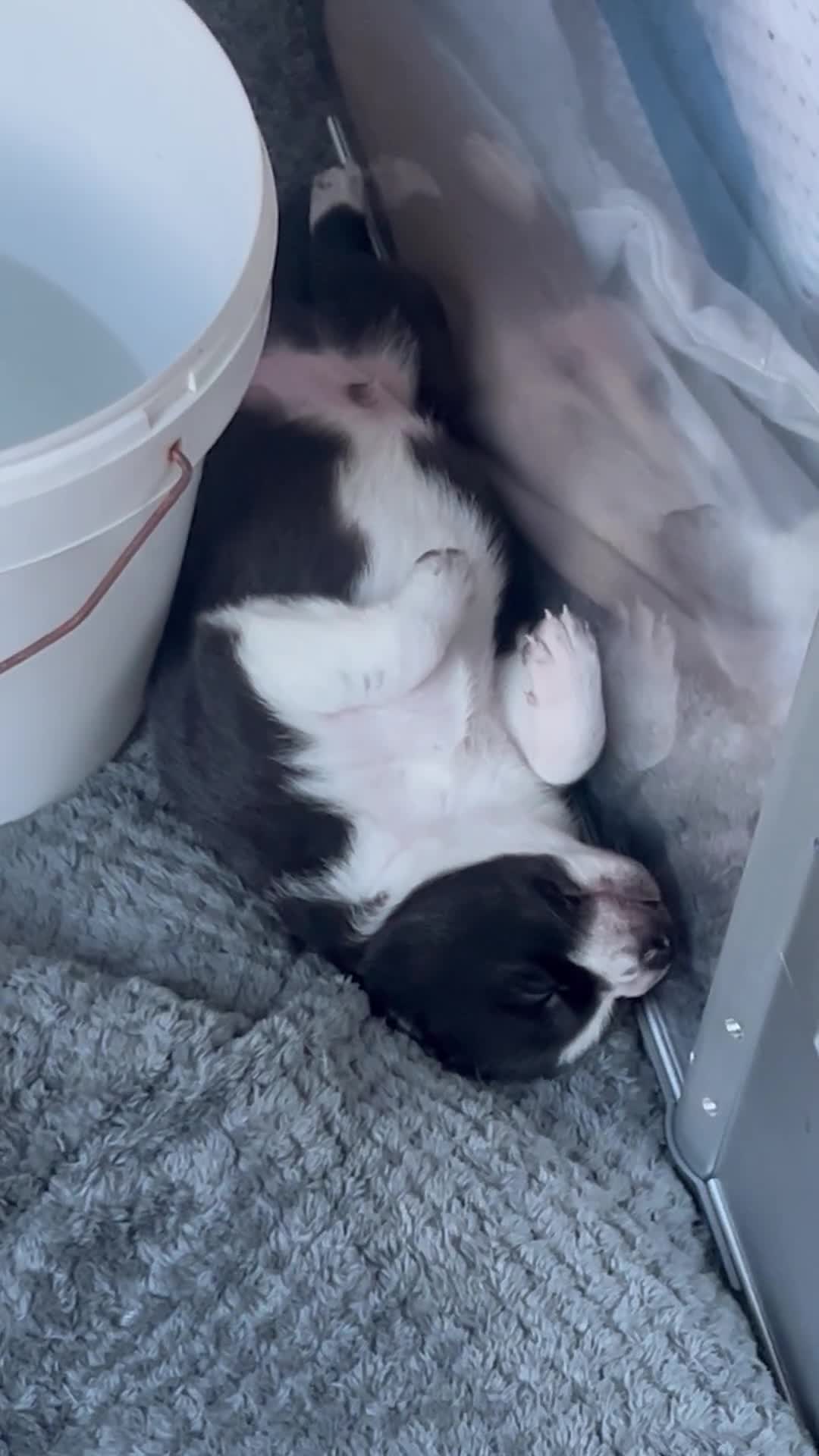 Border Collie dogs for sale: Border collie puppies  - Video 2