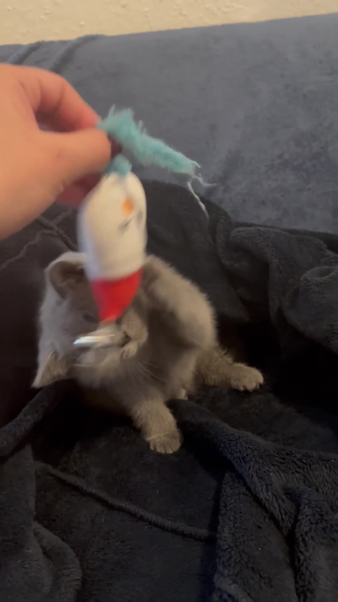 British Shorthair cats for sale: Cutie Female British Short Hair - Video 2
